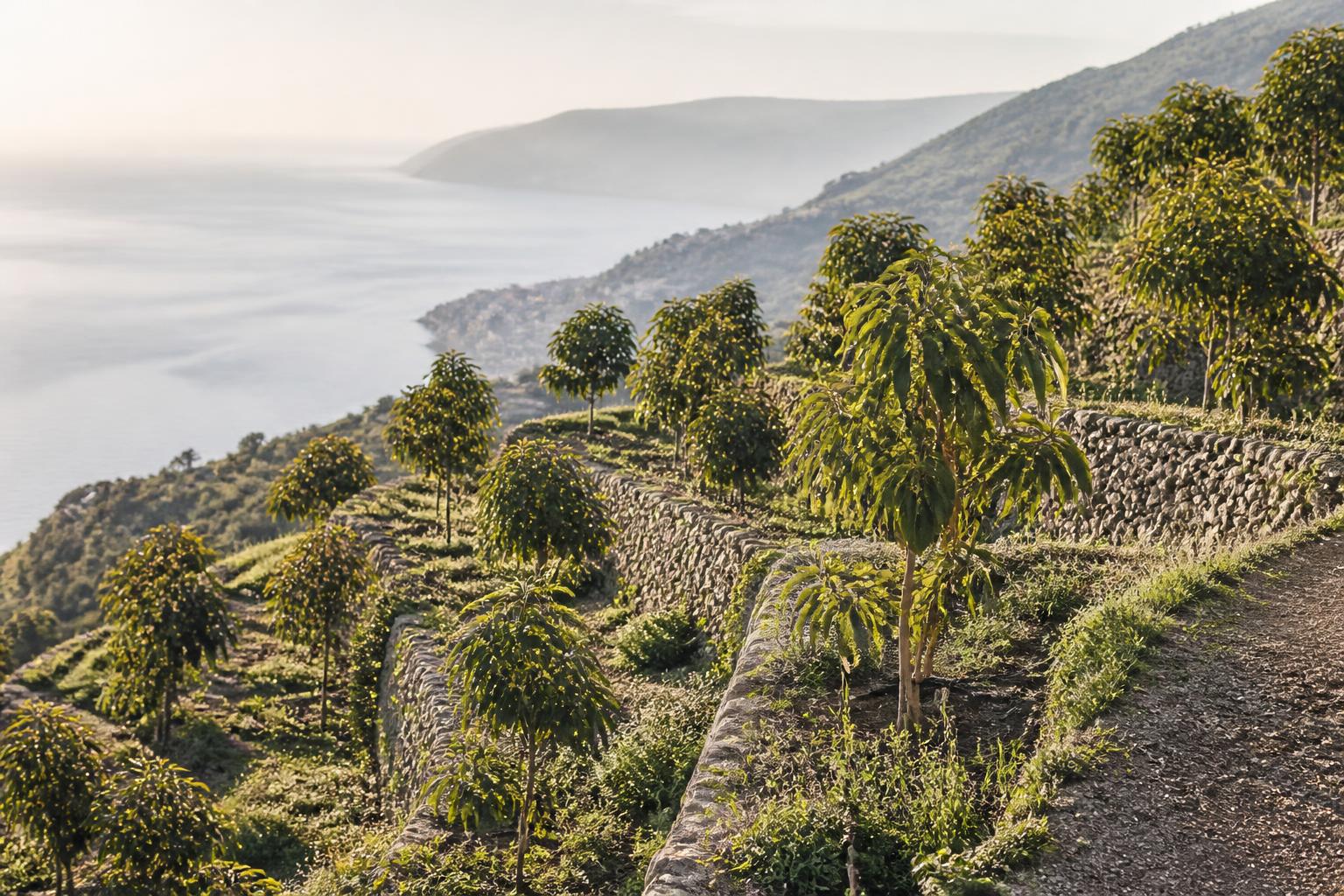 Terrazzamenti di avocado sopra Sanremo