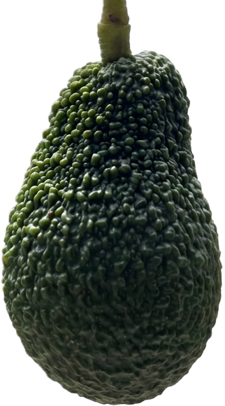 Avocado Hass con buccia scura e bitorzoluta