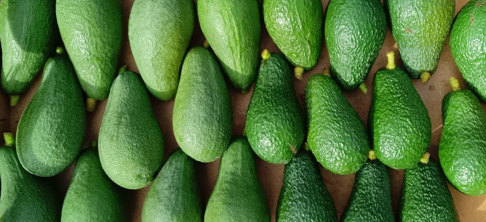 Avocado appena raccolti in cassetta