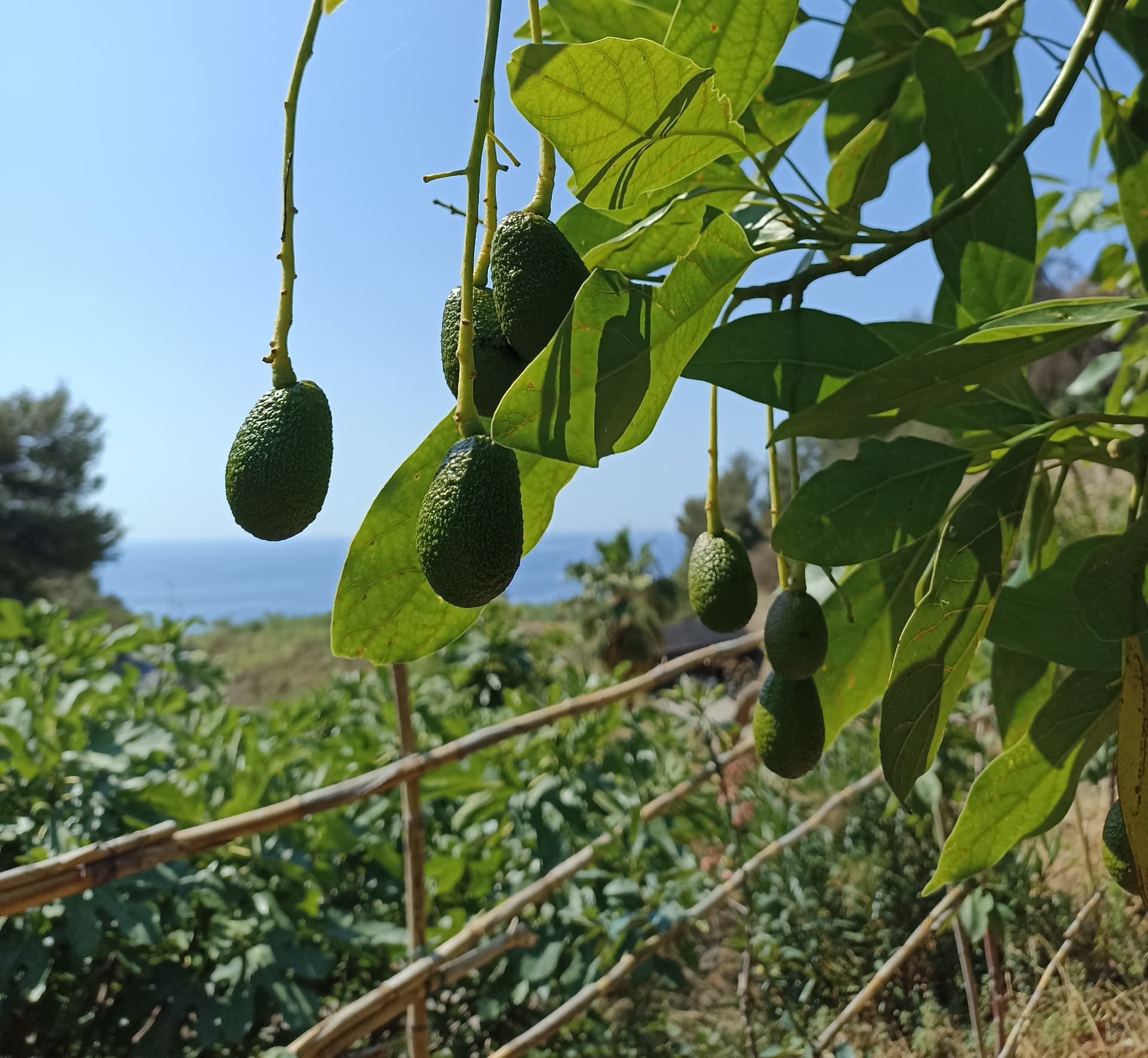 Avocado appesi alla pianta