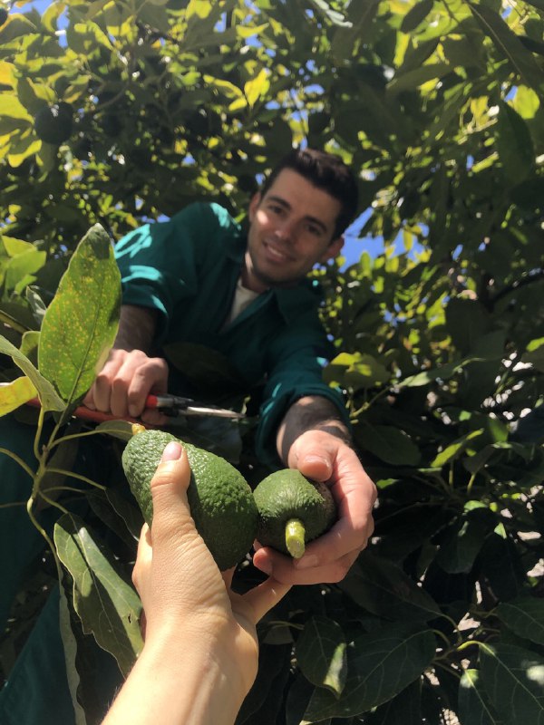 Avocado In Riviera